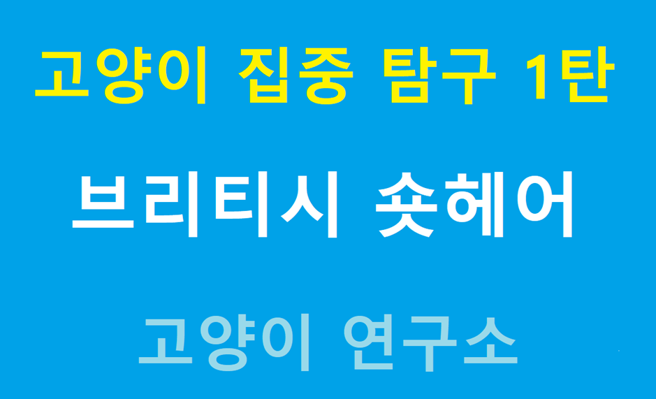 고양이 탐구 - 브리티시 숏헤어 이미지