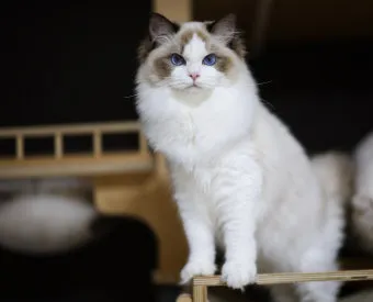 랙돌 고양이 유전병_4