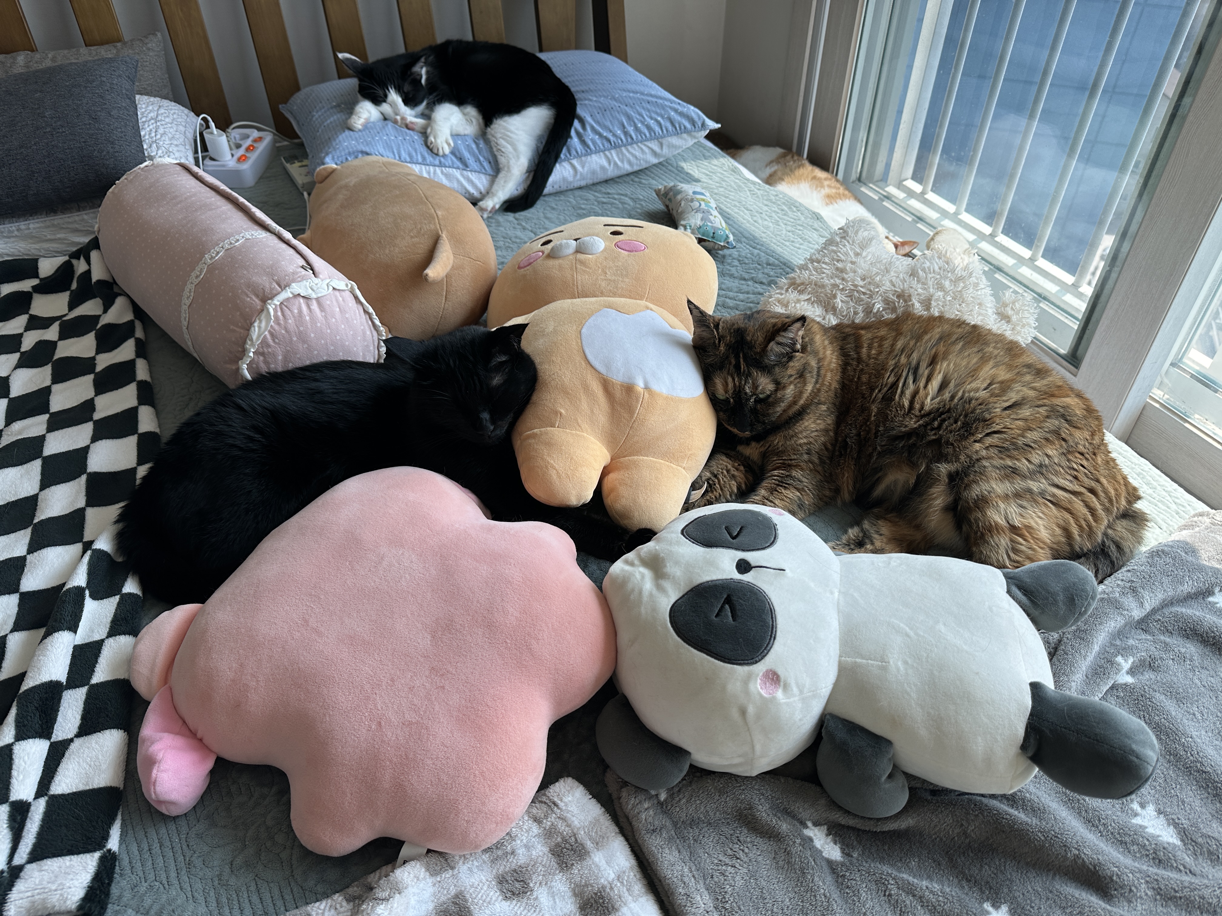 나란히_인형_베고_자는_사이좋은_올블랙고양이_건이와_카오스고양이_사랑이_그리고_젖소냥이_두리