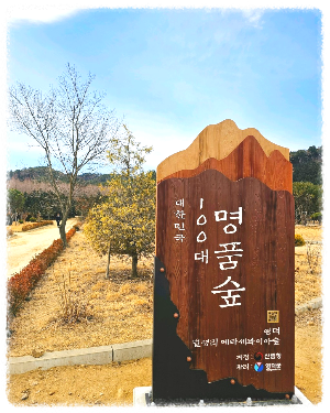 벌영리 메타세콰이어 숲