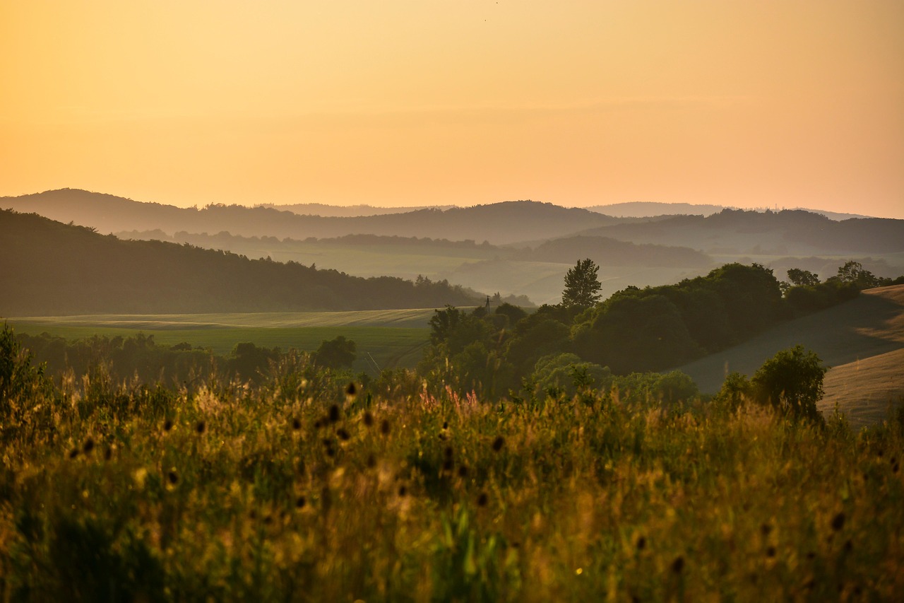 강아지 진드기약
