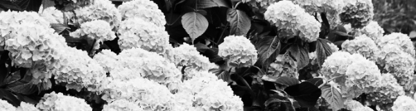 흰색, 분홍색, 파란색, 보라색 등