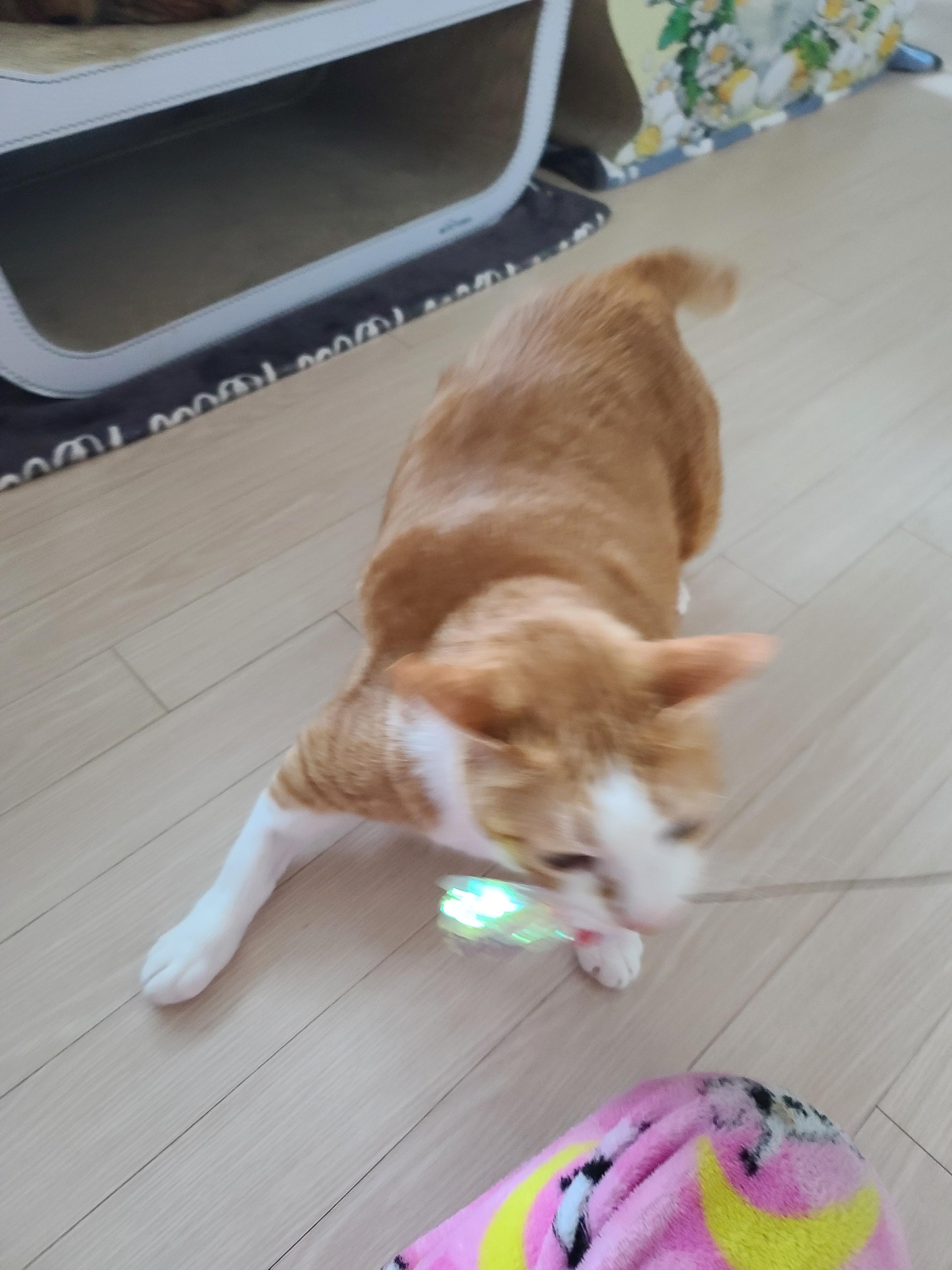 비오는 날 아침. 퇴원한 호야 컨디션 체크를 위해 시작된 사냥놀이.