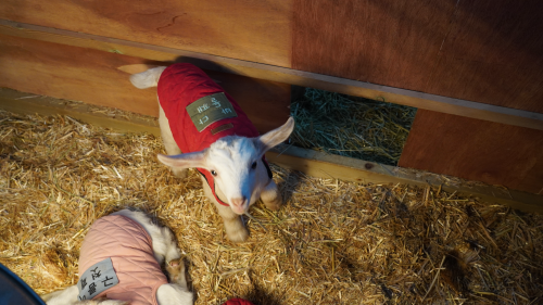 전북 고창 숙박 상하농원 파머스 빌리지 패밀리룸 조식