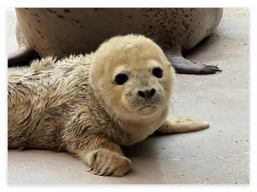 점박이물범 방울이