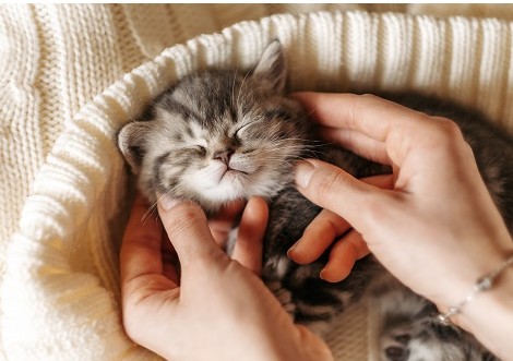 고양이5