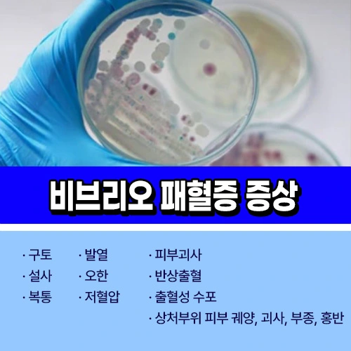 비브리오 패혈증 증상