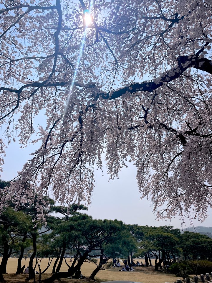 벚꽃