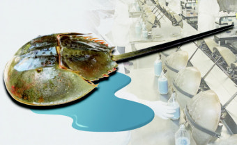 투구게의 파란 피