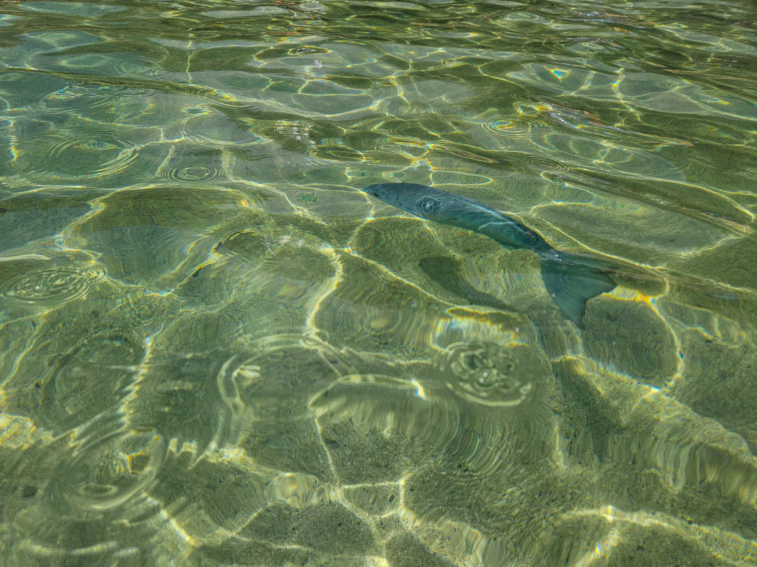 하나우마베이 스노쿨링 열대어