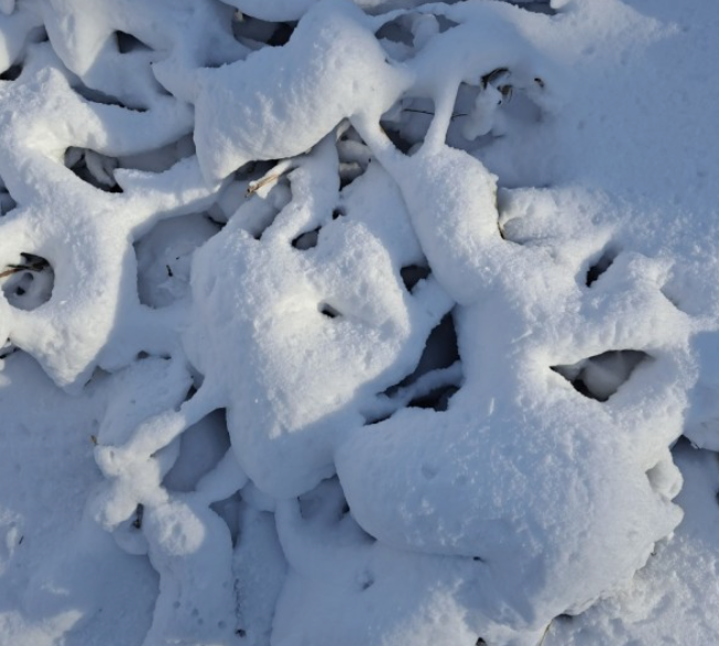 눈 쌓인 나뭇가지