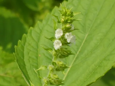 지역별 들깨 파종시기 비교 3