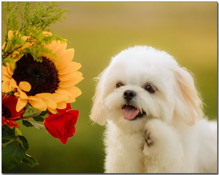 ํด๋ฐ๋ผ๊ธฐ ๊ฝ์ ๋ณด๋ ์์ธ