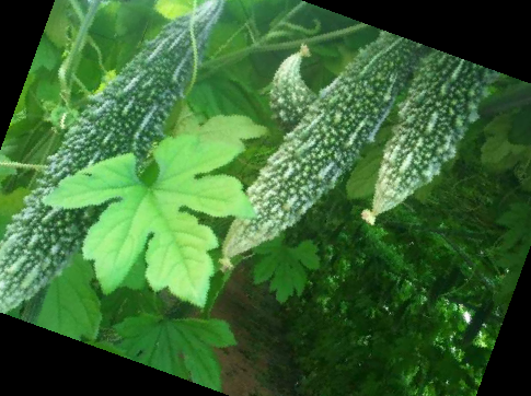 여주 효능 부작용