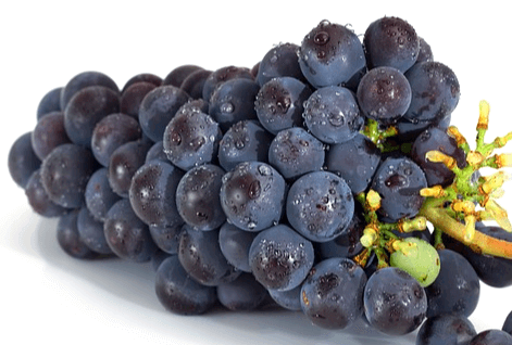 검정색이 탱글탱글한 포도알이 가득한 포도송이 한 개가 옆으로 놓여있다. 그리고 껍질 표면에는 투명 물방울이 묻혀있다.