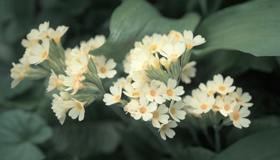 Capture of vibrant yellow Primula Veris flowers in lush green foliage.