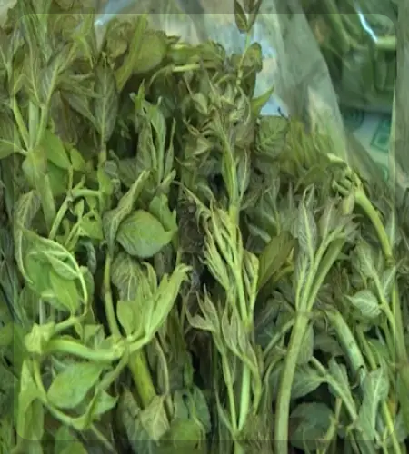 영양 산나물축제_1