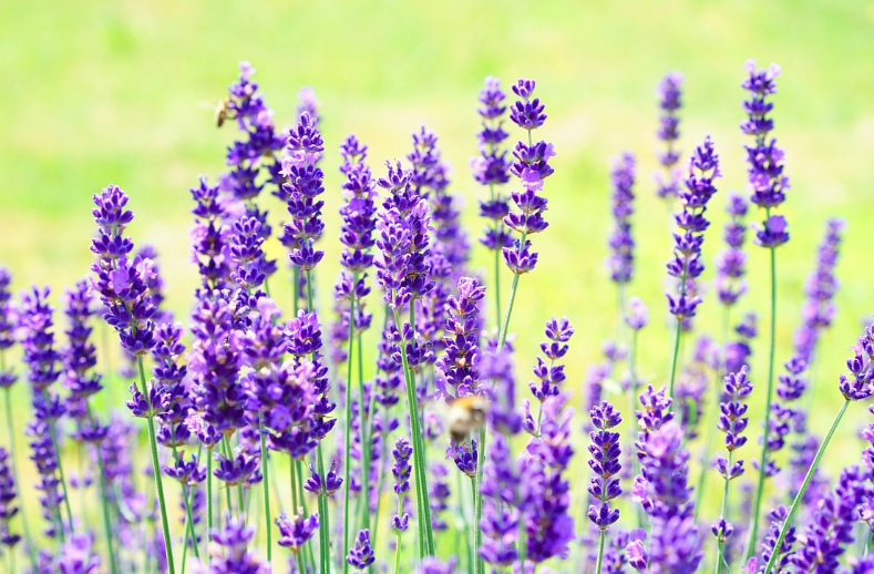 2025 퍼플섬 라벤더 축제