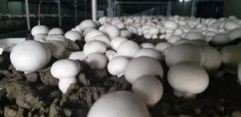 양송이버섯 재배 배지 준비 온도 습도 수확 정리_11