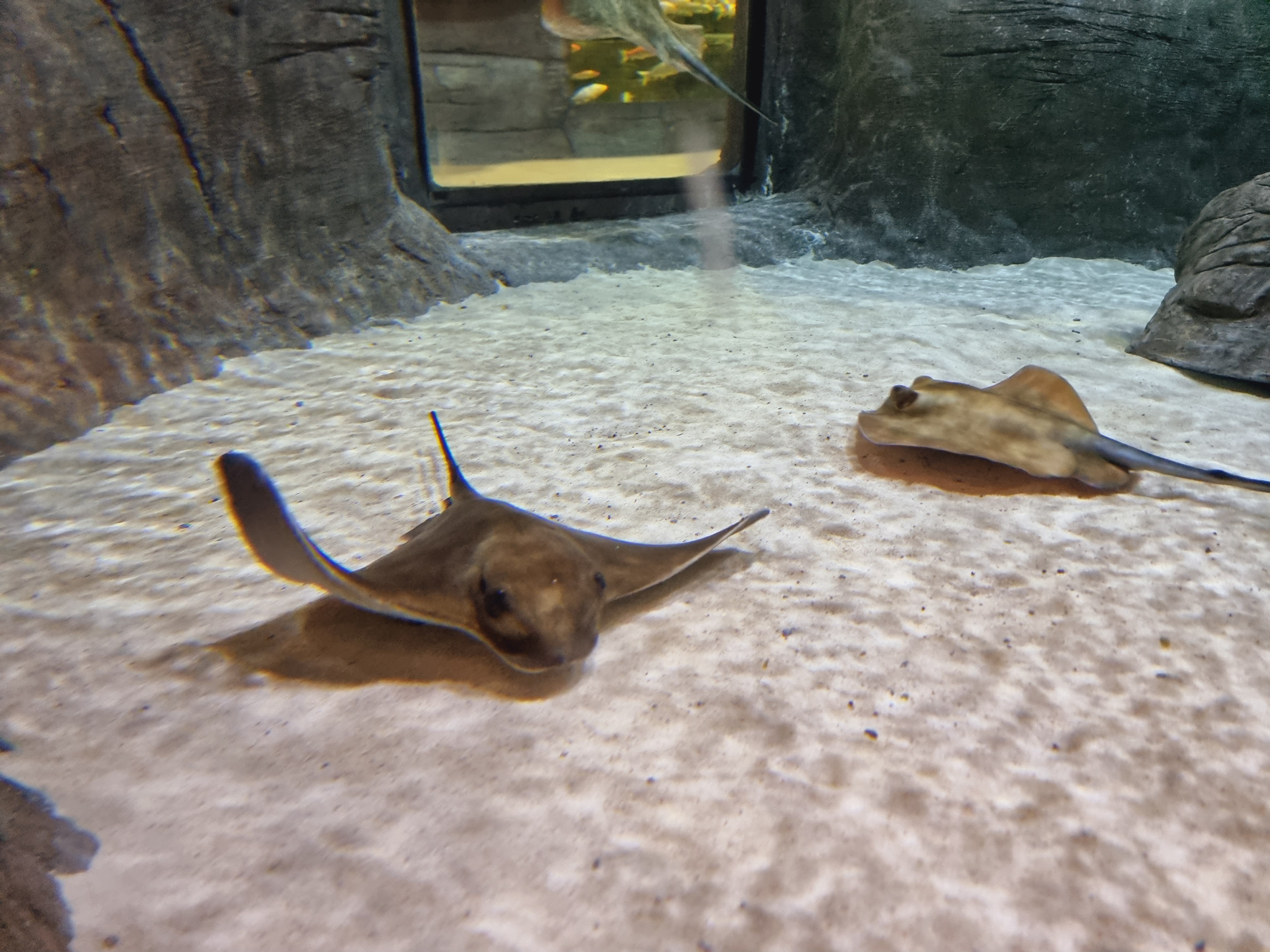 커다란 뱀과 피라냐