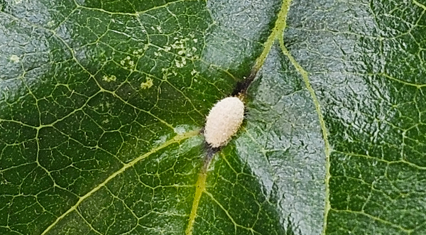 감나무주머니깍지벌레