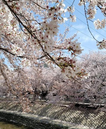 국내 봄 여행지 추천 - 태화강 국가정원