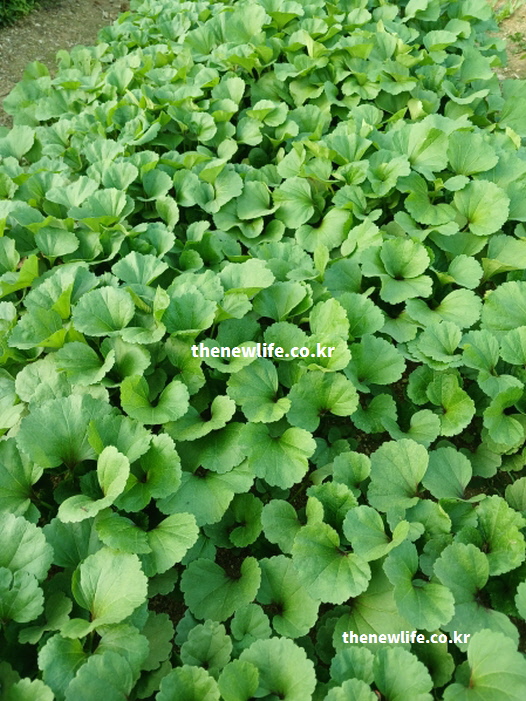 진녹색의 둥글고 넓은 잎이 밭에 촘촘하게 자라난 싱싱한 아욱 근접 촬영 이미지