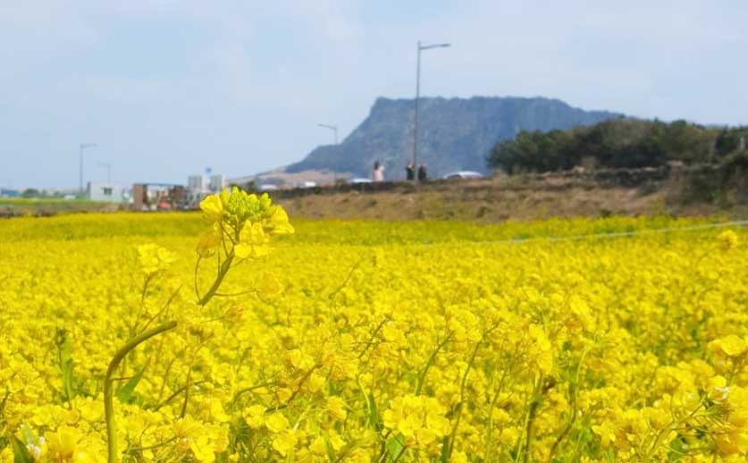 제주도 유채꽃