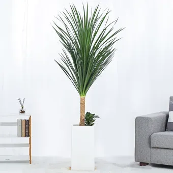 집들이 선물 식물추천 키우기쉬운 종류 물주기 빛관리 가이드_9