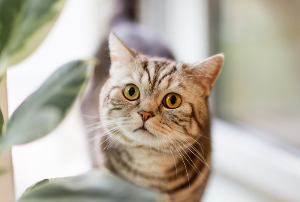 화분 옆에 있는 고양이