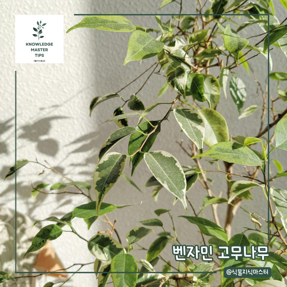 실내용 나무, 벤자민 고무나무