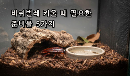 바퀴벌레 키울 때 필요한 준비물 5가지