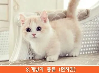 &amp;quot;개냥이