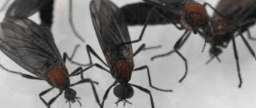 러브 버그 원산지