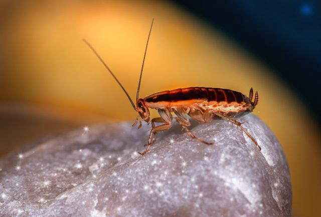 바퀴벌레 밟는발 돌맹이 위의 바퀴벌레