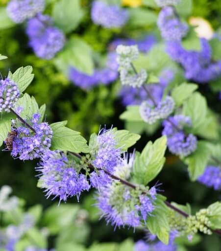 보라빛 꽃이 층층이 피는 층꽃나무