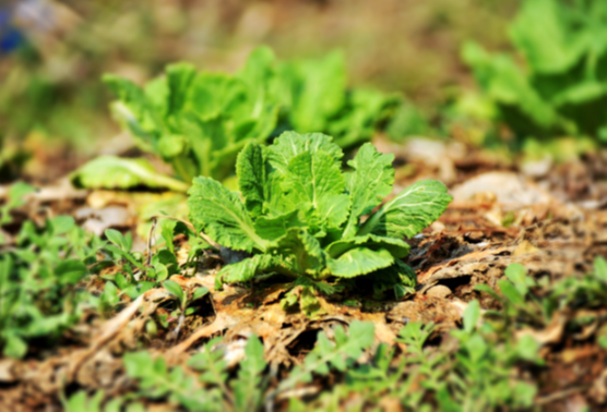 봄나물 관련 사진