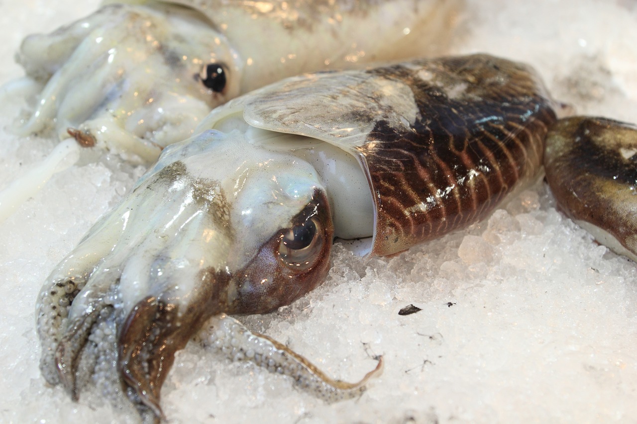 갑오징어, 건강에 좋은 이유