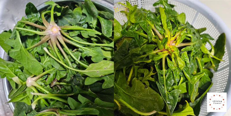 왼쪽은 뿌리부분 제거한 시금치, 오른쪽은 다듬은 시금치 씻은 것