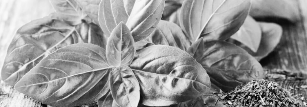 바질 키우기, 바질 물주기