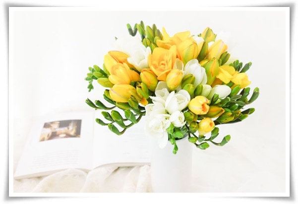 "프리지아" 봄을 알리는 황금빛 향기, 그 매력과 재배의 모든 것!