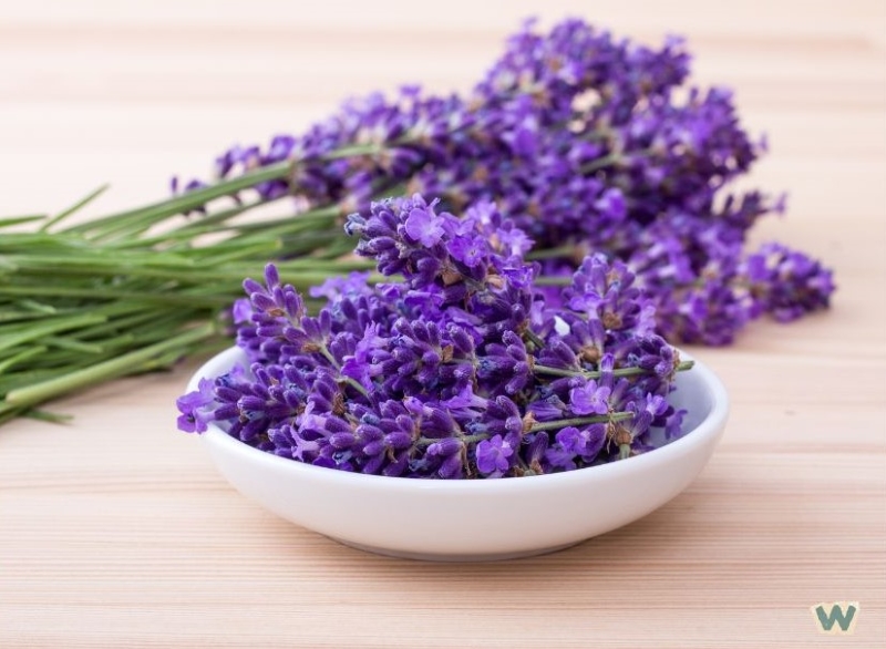 하얀 접시에 담긴 신선한 보라색 라벤더 꽃 via canva