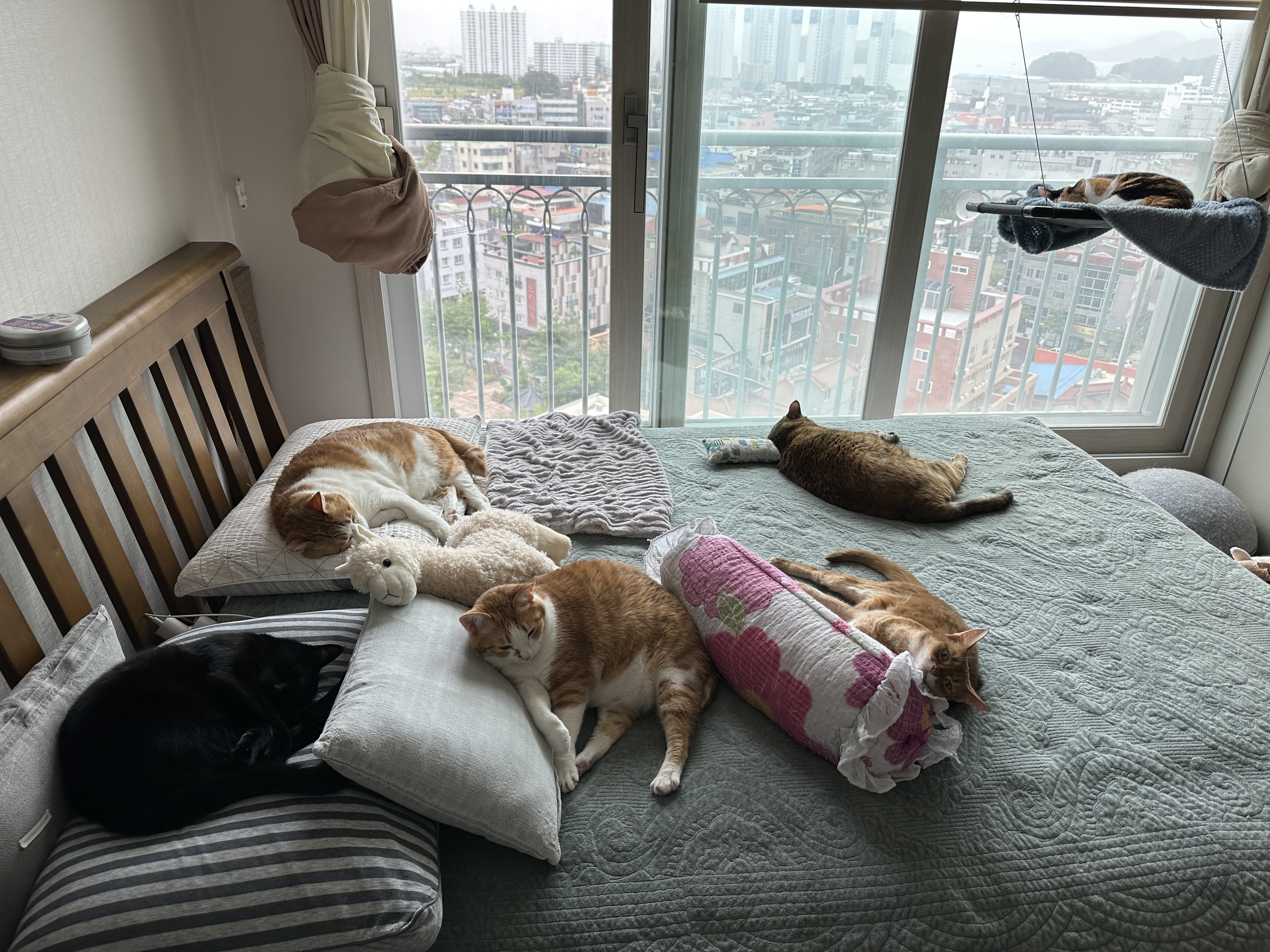 침대위_자고 _있는_고양이들