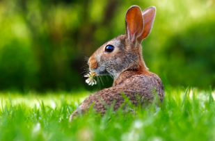 토끼띠 2025년 운세