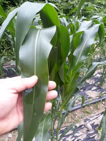 옥수수 키우는 법 품종 파종 수분수 당도 올리는 비결_26