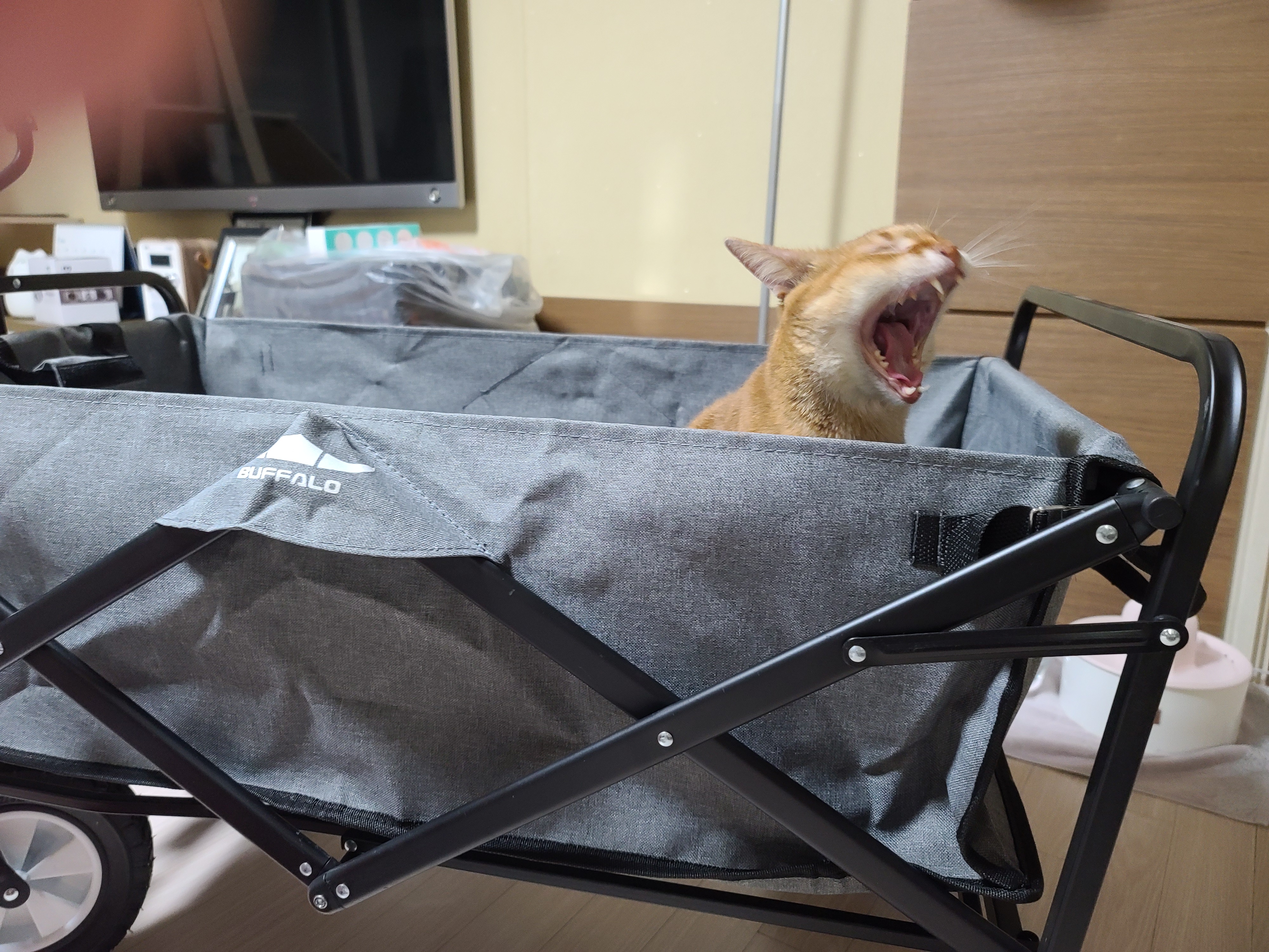 고양이들에게 새로운 놀이터가 생겼다!