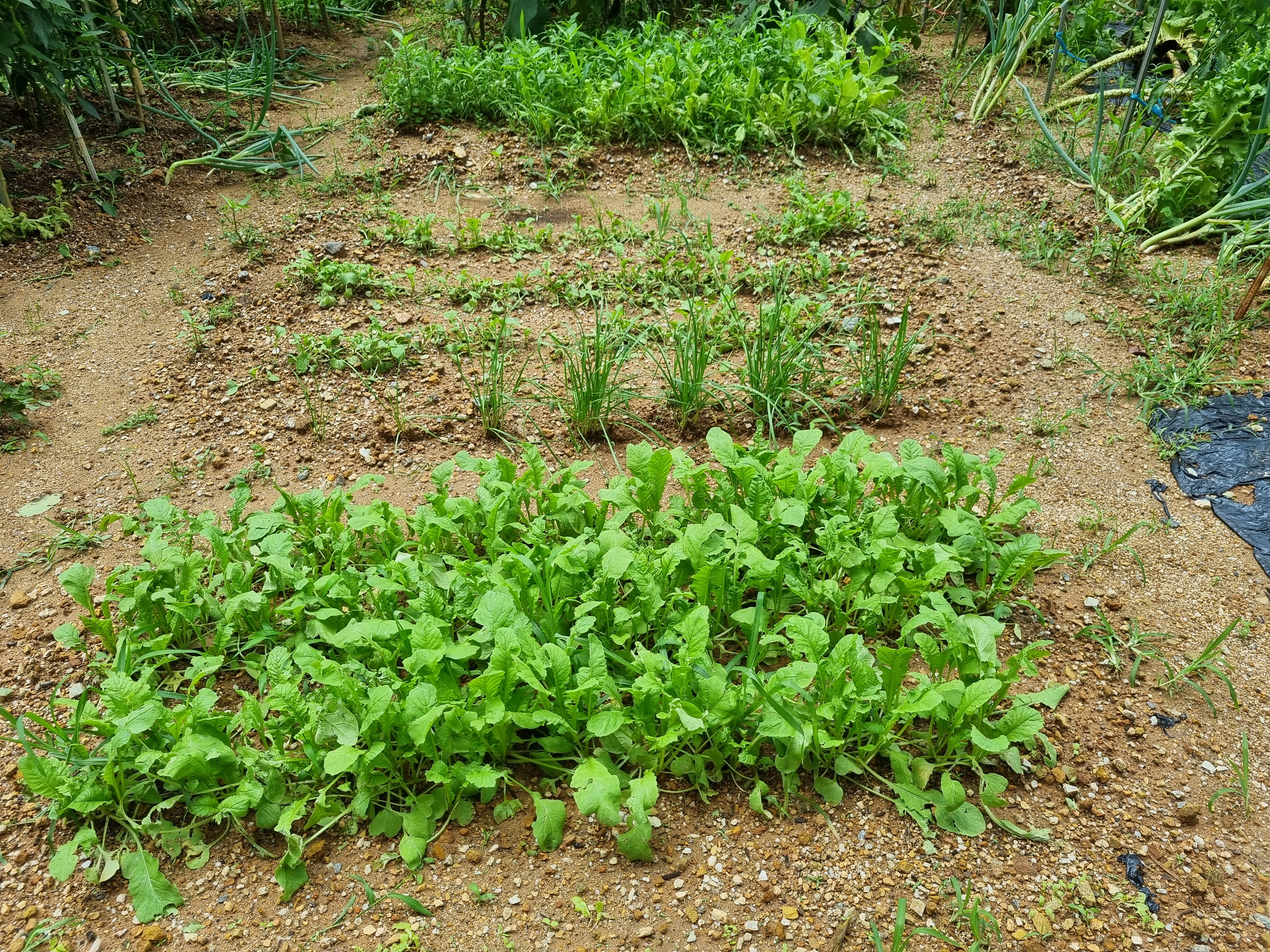 텃밭 가꾸기 관련 사진