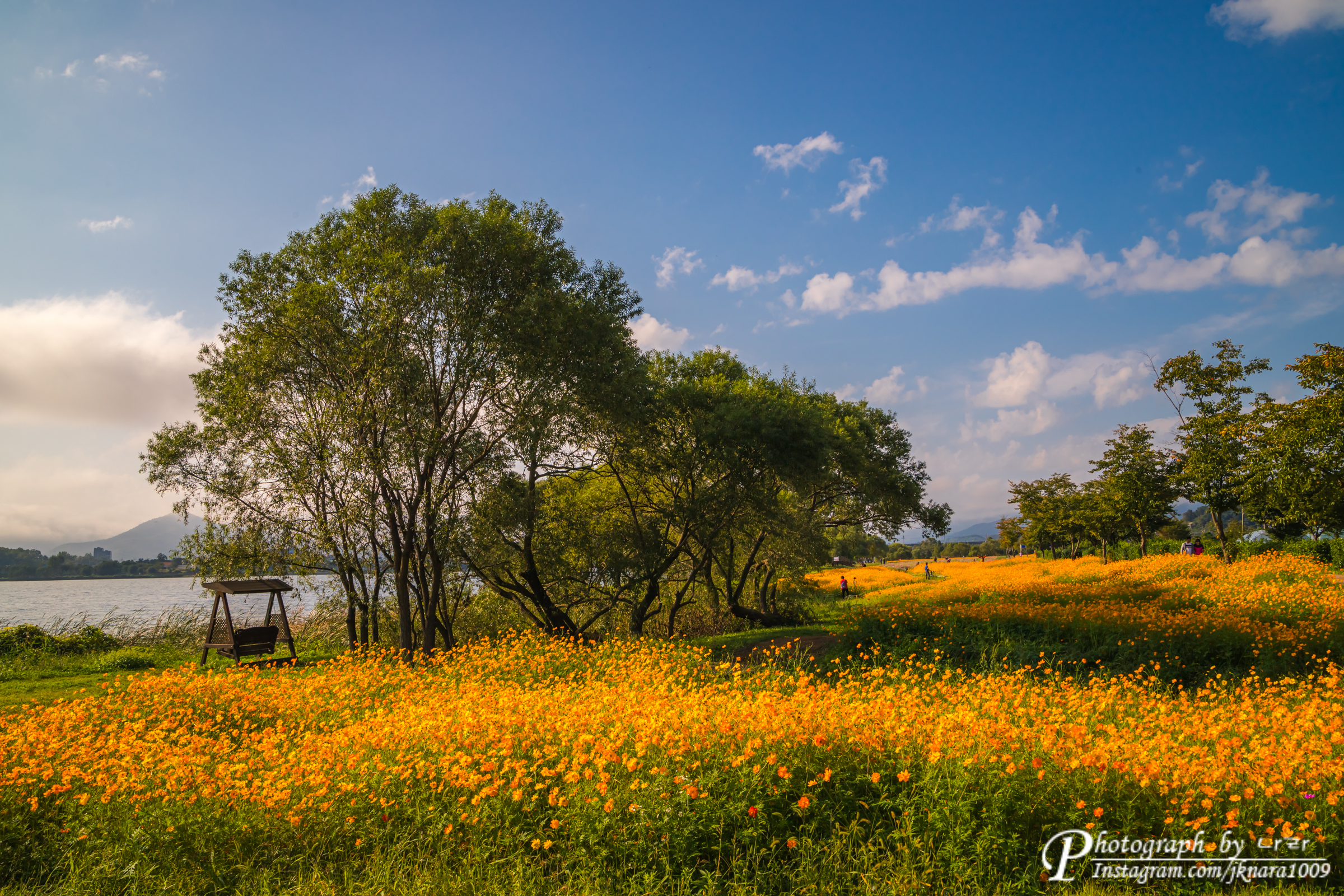 푸른하늘과 황화코스모스