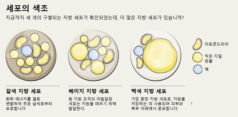갈색지방 백색지방