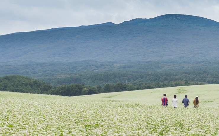제주 오라동 메밀밭